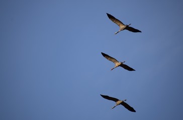 Fototapeta na wymiar Three flying cranes aligned vertically in a blue sky. Cranes in flight one autumn afternoon arriving to nest and raise their chicks.