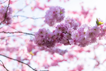 Cherry Flower, Sakura