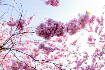 Cherry Flower, Sakura