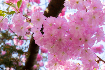 Cherry Flower, Sakura