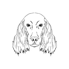 Symmetrical Vector portrait illustration of Irish Setter dog breed. Hand drawn ink realistic sketching isolated on white. Perfect for logo branding t-shirt design