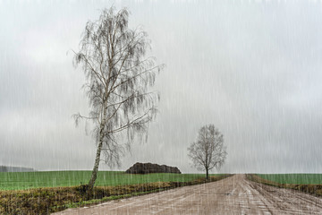 two trees on the sidelines and bales of straw,rural sandy road with small puddles goes far into the...