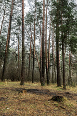 Pine forest, gloomy autumn landscape. Pine and moss. Northern forest