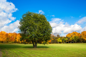 autumn park with beautiful yellow leaves