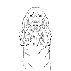 Symmetrical Vector portrait illustration of English Cocker Spaniel dog breed. Hand drawn ink realistic sketching isolated on white. Perfect for logo branding t-shirt design