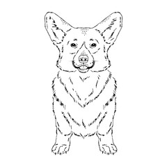 Symmetrical Vector illustration of Welsh Corgi dog breed. Hand drawn ink realistic sketching isolated on white. Perfect for logo branding t-shirt design