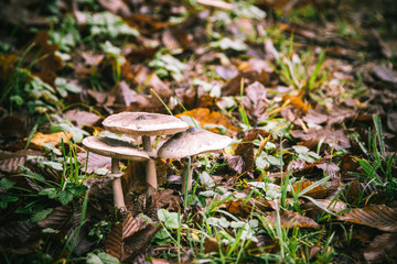 Three mushrooms in a forest on an autumn day