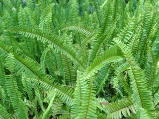 Fototapeta na wymiar field of bright green fern