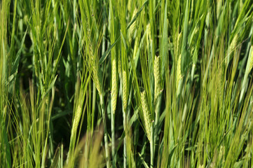 Fototapeta na wymiar In the field growing green young barley