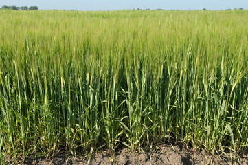 In the field growing green young barley