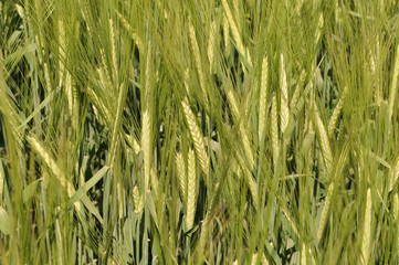 In the field growing green young barley