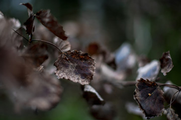 Aspen leafes in closeup during autumn, brown colors on green background