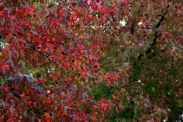 Urban park in autumn colors