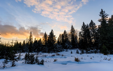 Fototapeta na wymiar Yellow, gold and pink colored clouds at sunset with a snowy foreground and silhouettes of pine and spruce trees in a boreal forest. The snow has a rich blue color.