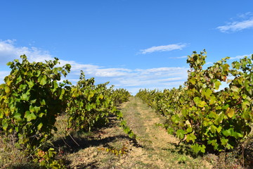 Fototapeta na wymiar France is a well known wine growing area.Wine makers need to purchase land first and grow their own grapes to be able to bottle and sell wine.Wineries and vineyards in South of France.