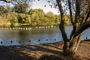 City park in autumn