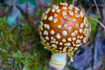 fly agaric mushroom in the forest