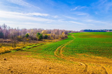 Agricultural field with bright greenery and blue sky.