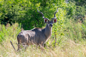 Kudu