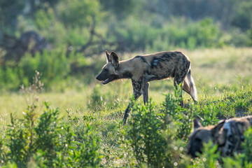 African Wild Dog8