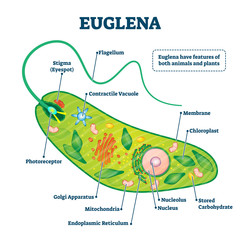 Euglena vector illustration. Labeled microorganism structure or description