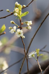 white blossom in spring