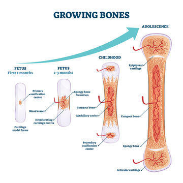 Growing bones vector illustration. Educational fetus and adolescence stages