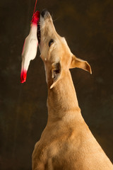 Portrait of greyhound playing with a rubber toy