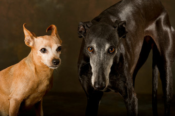 Portrait of greyhound and small brown dog sitting on the ground