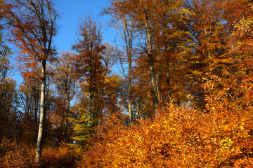 Fototapeta premium Bunter Herbstwald mit Laubbäumen und gelben Blättern - Stockfoto
