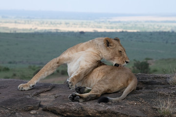 Obraz na płótnie Canvas Lioness cleaning herself in Massai Mara