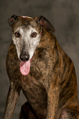 Portrait of brindle greyhound sitting on the ground