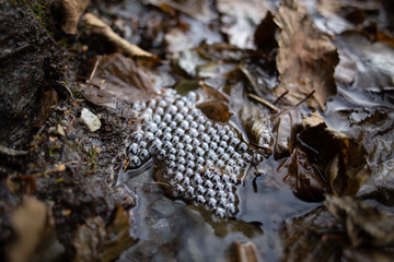 bubbles and leaves