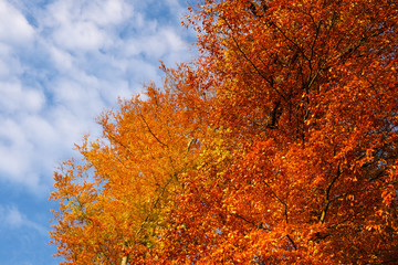 Baumkrone von Laubbaum im Wald mit gelben und orangen Blättern im Herbst und blauer Himmel mit weißen Wölkchen - Stockfoto
