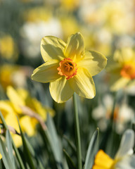 daffodil