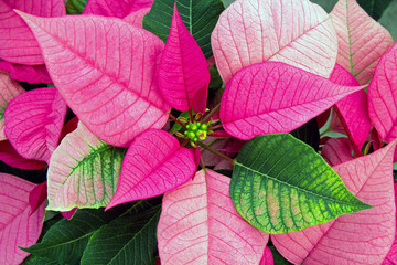 Closeup of a Pink and White Poinsettia Plant