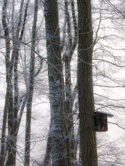 forest in winter, stockholm, sweden