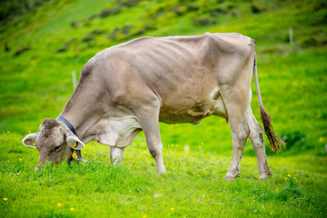 Naklejka na ściany i meble cow grazing in the meadow