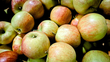 Freshly harvested green and yellow apples
