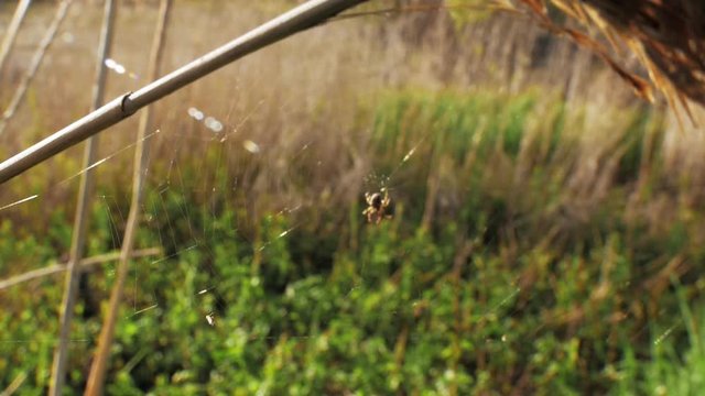Spooky spider hunter caught in spiderweb prey closeup background charming field.