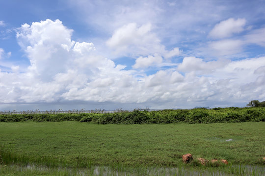 Images of swamp lakes and beautiful blue sky with tiny clouds.