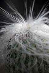close up of dandelion on black background