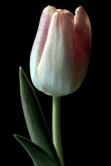 tulip on black background, sweden stockholm