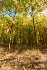 Trees with orange autumn tone