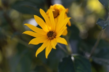 Flower of a Jerusalem artichoke, Helianthus tuberosus