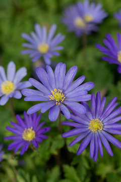 purple flowers in spring garden