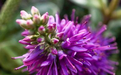 Macro photo of a pink flower against a green natural background