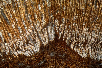Wood and bark cells of a Sudanese frankincense tree, Boswellia papyrifera, under the microscope.