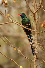 Green Woodhoopoe - Phoeniculus purpureus  near-passerine tropical bird native to Africa, family Phoeniculidae, the wood hoopoes, formerly known as the red-billed wood hoopoe