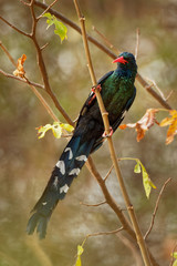 Green Woodhoopoe - Phoeniculus purpureus  near-passerine tropical bird native to Africa, family Phoeniculidae, the wood hoopoes, formerly known as the red-billed wood hoopoe